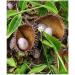 Boomers Kalarchikai Powder 200g | Fever Nut | Kantkarej | Caesalpinia Bonducella (Pack of 2x100g) - Buy Online on GoSupps.com