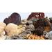 Organic Irish Sea Moss Capsules - 60 Vegan Capsules | GMO Free | Gordon Watkins Botanical Blend - Buy Online on GoSupps.com