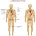 Buy 100% Pure Ginger Root Essential Oil - Lymphatic Drainage & Massage Oil for Blood Circulation & Muscle Relief - 2-Pack - Buy Online on GoSupps.com