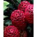 Shampoo Ginger Lily Plant Rhizomes - Red Pinecone Ginger Roots (5 Pack) - Buy Online on GoSupps.com