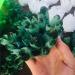 Natural Crystal Rough Stone Crafts Natural Green Ghost Phantom Quartz Crystal Cluster Specimen (Size : 500-600g) - Buy Online on GoSupps.com