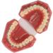 Portable Orthodontic Bracket Model - Simulated Safe Dental Resin for Students & Hospitals | International Shipping - Buy Online on GoSupps.com
