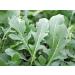 Arugula Sprouting Seeds 16 oz - Non GMO Microgreens for High Germination - Country Creek Acres - Buy Online on GoSupps.com