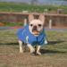 Meioro Dog Raincoat 5XL Blue | Waterproof Hooded Pet Slicker Poncho with Reflective Strip | Adjustable Lightweight Rain Jacket for Small Medium Large Dogs - Buy Online on GoSupps.com