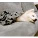 Comsmart Warm Paw Print Blanket/Bed Cover for Dogs and Cats | 6 Pack, 24x28 Inches, Multi-colored - Buy Online on GoSupps.com