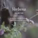 Pharmacopia Verbena Body Lotion 16 oz - Vegan & Cruelty-Free Aromatherapy Moisturizer - Buy Online on GoSupps.com