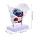 Buy GLEAVI Hip Bone Model - 1pc Pelvic Uterus Model | Animal PVC Lip Gloss Medical Pelvic Model for International Shipping - Buy Online on GoSupps.com