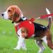 Joyal Reflective Soft Padded Dog Harness - Air-Mesh Breathable for Medium to XL Dogs Red (55-61cm) - Buy Online on GoSupps.com