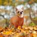 Classic Dog Sweater | Warm Turtleneck Puppy & Cat Coat | Winter & Holiday Pet Outfits | XXL Caramel - Buy Online on GoSupps.com