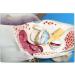 Human Medical Ear Anatomic Model of The Inner Ear of The Inner Ear of The Eardrum The Temporal Bone Ear Nose and Throat for Veterinary Anatomy Learning - Buy Online on GoSupps.com