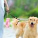 Rainpal Portable Travel Dog Drinking Bottle - On-the-Go Pet Water & Food Container | Compact Durable & Slightly Leak-Proof | Rosa Pink Upgrade for Hiking & Walking - Buy Online on GoSupps.com