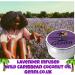 CocoaShea Lavender Body Lotion - Buy Online on GoSupps.com