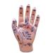 Acupuncture Earrings & Hand/Foot Models - Chinese Medicine Meridian Learning Tools - Buy Online on GoSupps.com