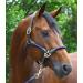 Buy PFIFF 102551 Leather Halter Lina - Dark Blue XFull | Premium Quality International Shipping - Buy Online on GoSupps.com