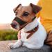 Heele Adjustable Dog Muzzle - Breathable & Safe for Small/Medium Dogs - Prevents Biting Chewing & Barking (Size S Brown) - Buy Online on GoSupps.com