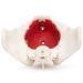 Buy Medical Anatomical Female Pelvis Model - 6-Part Life Size with Removable Organs - International Shipping Available - Buy Online on GoSupps.com