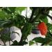 Trinidad 7 Pod Primo Capsicum chinense 10 Seeds Organic Very Rare