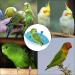 NA Bird Bath Tub Plastic Bird Bath Toy Bird Cage Accessories Food Feeder for Pet Parrot Parakeet Cockatiel - Buy Online on GoSupps.com