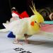 Shenrongtong Parrot Diaper - Protective Bird Harness Flight Suit Waterproof And Leakproof Liner For Parakeet Cockatoos Parrot M - Buy Online on GoSupps.com