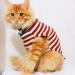 BOBIBI Cat Sweater Christmas Santa Claus - Small Winter Knitwear for Pet Cats - Buy Online on GoSupps.com