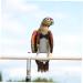 OATIPHO Bird Harness Flying Bird Diapers Decorations Fashionable Cotton Stylish Parrot Clothes 14x7cm Grey - Buy Online on GoSupps.com