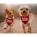 JXGZSO 1 Piece Pregnancy Announcement Dog Bandana Baby Announcement Pregnancy Reveal Gift (Mom & Dad are GETTING CA) - Buy Online on GoSupps.com