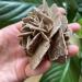 Natural Crystal Rough Home Natural Desert Rose Raw Stone Crystal Home Office Gift (Size : 160-200g) - Buy Online on GoSupps.com
