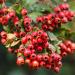 Nature's Answer Hawthorne Berry Extract | Organic, Promotes Circulation & Cardiovascular Health | 2oz - Buy Online on GoSupps.com