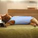 Voarge Recovery Suit for Cats & Dogs | Anti-Leaking & Anti-Licking Bodysuit for Post-Surgery Care (L Blue) - Buy Online on GoSupps.com