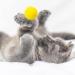LAMXD Cat Toy Balls Soft Cat Balls 1 Inch Kitten Pom Poms Ball Cat Play Toy Indoor Cats Interactive Pompon Ball Toy 30 Pcs - Buy Online on GoSupps.com
