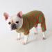 BT BEAR Colorful Striped Pajamas for Dogs | Soft Cotton One-Piece Costume for Bulldogs Puppies & Small to Medium Dogs (L Green/Orange) - Buy Online on GoSupps.com