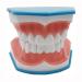 BFEIWGHA Teeth Model Standard Dental Study Demonstration Tool 6 Times Large Dental Mouth Teeth Model Dental Teeth Study Teaching Model Denture Model for Kids Teaching Study