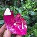 Beautiful red Flame Crystal Cluster Natural Crystal Plating Titanium Coated Crystal Cluster 120-140g - Buy Online on GoSupps.com