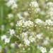 Alpi Investment OOD ORGANIC shepherds purse herb dried 250g shepherds purse herb organically cut shepherds purse herb from the wild collection shepherds purse herb 100 natural shepherds purse herb tea - Buy Online on GoSupps.com
