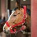 Horse Fly Control Horse Heads 6mm Training Leadership Driving Headpiece - Buy Online on GoSupps.com