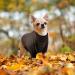 Classic Knitting Fleece Dog Sweater | Warm Puppy & Cat Turtleneck Winter Outfits for Chihuahua - Buy Online on GoSupps.com