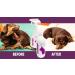 DermOpt Coat Care Spray and Skin Conditioner for Dogs Soothes Itching (500ml) 500 ml (Pack of 1) - Buy Online on GoSupps.com