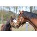 Lucfor Grooming Glove | Effortlessly Clean Pet Fur & Pamper Your Pet | International Shipping - Buy Online on GoSupps.com