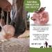Natural Himalayan 2-3Kg Salt Lick/Natural Minerals Block With Rope for Horses Deer Goats Elk Rabbits Livestock & All Animals Pink Salt Natural Mineral (2-Pack) - Buy Online on GoSupps.com