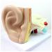 Medical Human Ear Model Outer and Middle Ear and Inner Ear ENT Ear Structure Model Ear Structure Model