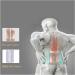 Self-Heating Magnetic Steel Tourmaline Plates - XL Lumbar Support Belt & Orthopedic Corset | Gray & Black - Back Support with 3 Upholstery Pieces - Buy Online on GoSupps.com