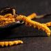 Wild Cordyceps Sinensis Wild Cordyceps Sinensis 9g - Buy Online on GoSupps.com