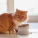 Y YHY Raised Ceramic Cat Food Bowl - 15oz Elevated Pet Water Bowl - No Spill, Dishwasher Safe White - Buy Online on GoSupps.com