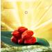 cn herb 250g Ningxia Red Goji Berries Large Fruit Granules Full Canned - Buy Online on GoSupps.com