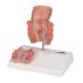 3B Scientific K27 Hemorrhoid Model with Smart Anatomy | Educational Tool - Buy Online on GoSupps.com