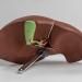 Liver Model Shows of Lobes Ligaments Gallbladder Life Size Liver Model for Hospital - Buy Online on GoSupps.com
