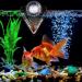Acrylic V-Shape Automatic Fish Feeder | Red Worm & Brine Shrimp Food Cup with Suction Cup - Buy Online on GoSupps.com