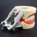 Lmeili Dental Typodont Joint Model - Removable Teeth Anatomy Teaching Tool for Dental Study - Buy Online on GoSupps.com