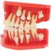 Lmeil Silicone Tooth Development Model for Children | Milk Teeth & Deformality Education Tool - Buy Online on GoSupps.com