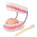LVCHEN Mouth Model for Speech Therapy - 6 Times Dental Hygiene Teeth Models Dental Model with Movable Tongue and Denture Toothbrush 6 Times Teeth Model